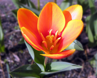 Click here to view at full resolution.