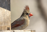 Feathers Up by rahto, photography->birds gallery