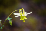 Western Wildflowers (4) by Pistos, photography->flowers gallery