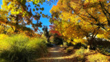 Autumn In The Park #4 by LynEve, photography->landscape gallery