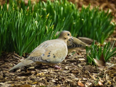 Click here to view at full resolution.
