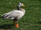 Bar headed Goose by gonedigital, photography->birds gallery