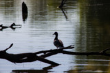 Lone Duck by Pistos, photography->birds gallery