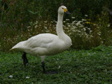 Bewick Swan by gonedigital, Photography->Birds gallery