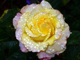 Water-beaded Yellow Rose by jdinvictoria, Photography->Flowers gallery