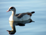 Epyptian Goose by rvdb, photography->birds gallery