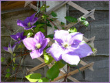 CATCHING A FEW RAYS. by ronsaunders47, Photography->Flowers gallery