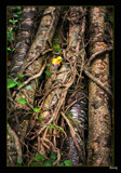 Study in Colour &amp; Texture #3 by Sivraj, photography->still life gallery