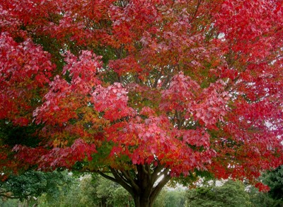 Click here to view at full resolution.