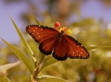Showoff by diaz3508, Photography->Butterflies gallery
