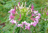 Cleome by jerseygurl, photography->flowers gallery