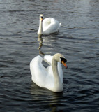 Swan Duet by TheWhisperer, Photography->Birds gallery