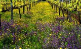 Spring and Vinho Verde by ovar2008, Photography->Landscape gallery