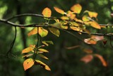 Signs of Fall by JayMxPhotography, photography->nature gallery