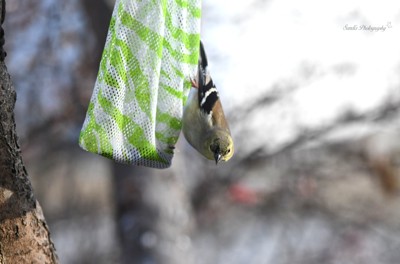 Click here to view at full resolution.