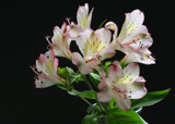 Peruvian Lilies by jerseygurl, photography->flowers gallery