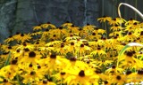 A sea of Susans! by BossCamper, photography->flowers gallery