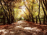 Fall Path by suitsandshoes, Photography->Landscape gallery