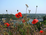 Bloming poppies by KarolinaNik, Photography->Flowers gallery