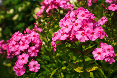 Click here to view at full resolution.