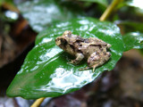 Rain Frog by jeremy_depew, Photography->Reptiles/amphibians gallery