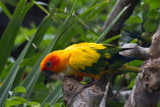 Conure by jeenie11, photography->birds gallery