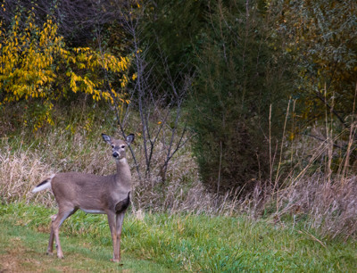 Click here to view at full resolution.