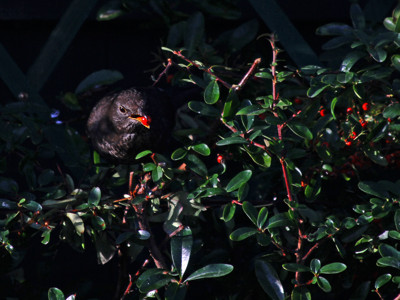 Click here to view at full resolution.