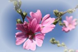 Lavatera trimestris  . . . . .  by LynEve, Photography->Flowers gallery