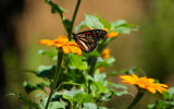 Monarch on an Orange Blossom by Pistos, photography->butterflies gallery