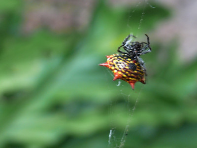 Click here to view at full resolution.