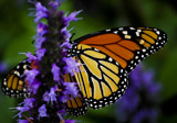 Peek-a-Boo by anfodor, Photography->Butterflies gallery