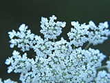 Queen Ann&#146;s Lace by unclejoe85, photography->macro gallery