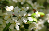 Busy Bee by Tomeast, photography->insects/spiders gallery