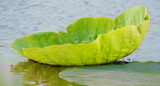 Marshland Soup Bowl by PatAndre, Photography->Nature gallery