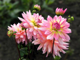Dahlias in the Sun by Ramad, photography->flowers gallery