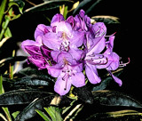 Rhododendr​on by gizmo1, photography->flowers gallery