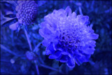 Sapphire Celebration by LynEve, photography->manipulation gallery
