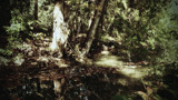 Green Lakes Forest by JayMxPhotography, photography->nature gallery