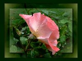 Rose in the rain by LynEve, Photography->Flowers gallery