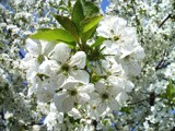 Tree blossom by mausi2541, photography->nature gallery