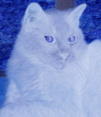 Click here to view at full resolution.