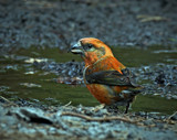 Male Crossbill by biffobear, photography->birds gallery