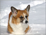 She Loves The Snow by scorpie, Photography->Pets gallery