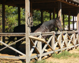 Renaissance Horse by gabriela2006, Photography->Animals gallery