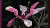 Magnolia #1 by ryzst, photography->flowers gallery