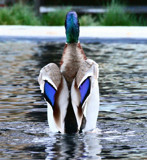 Standing On Water by Seasons, Photography->Birds gallery