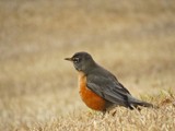 Round Robin by bfrank, photography->birds gallery