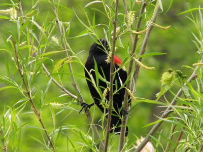 Click here to view at full resolution.