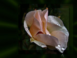 'Tis the last rose of summer ........ by LynEve, Photography->Flowers gallery